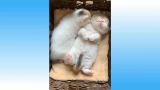 Funny Animals ๐ง - Best Of The 2020 Funny Animal Videos ๐ - Cutest Animals Ever