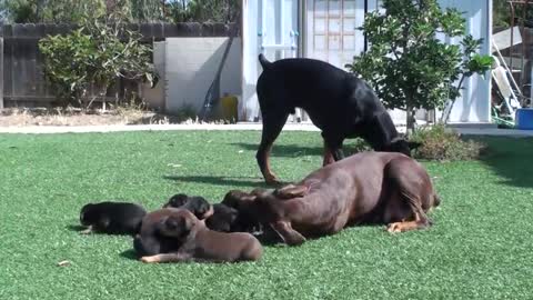 Doberman mom keeping dad away from the pups