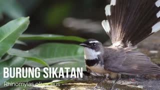 various birds and their chirping