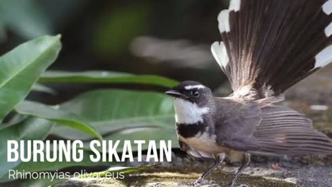 various birds and their chirping