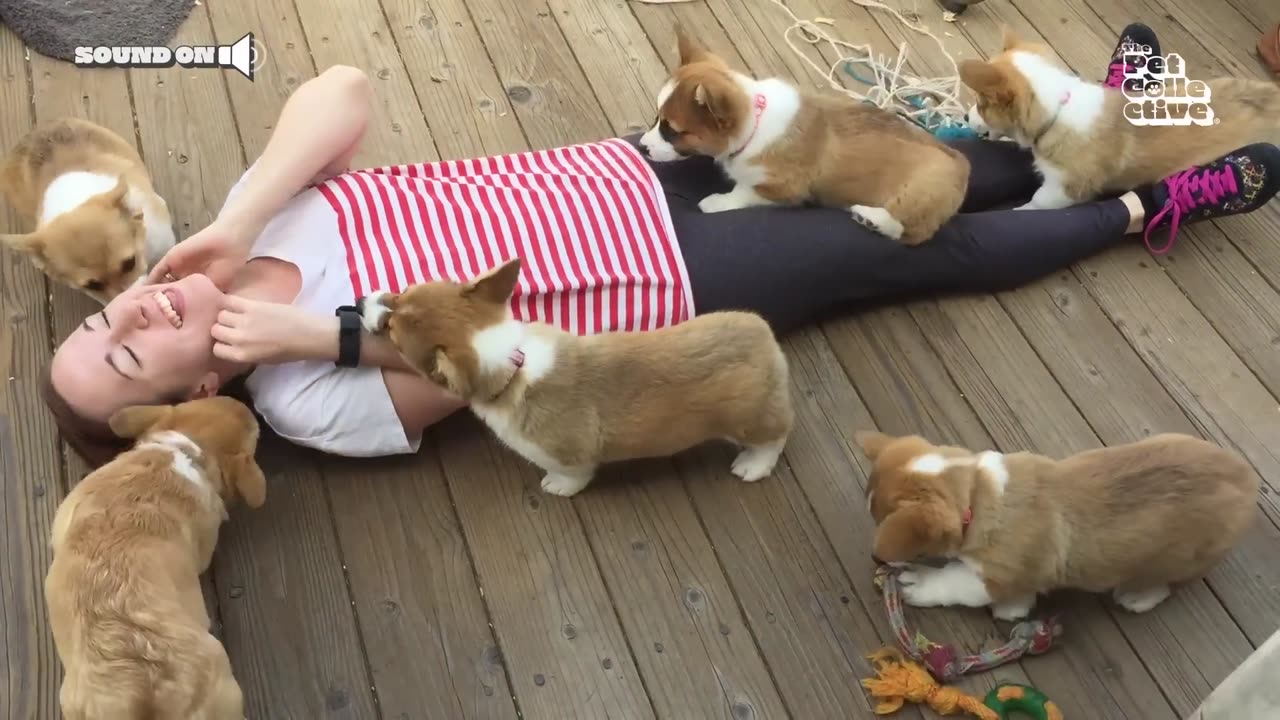 20 Minutes of Adorable Puppies 🐶