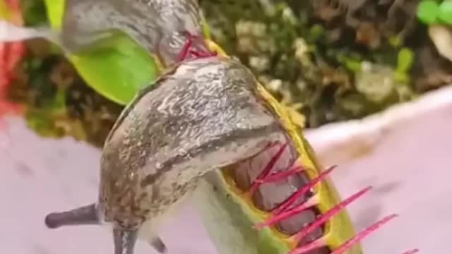 A creature trapped in this leaf