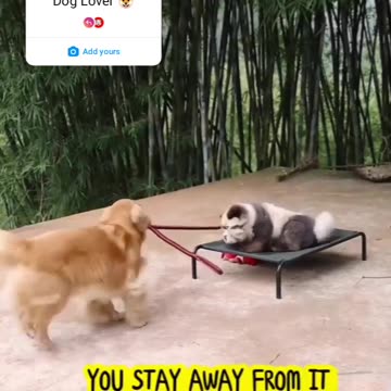 So Cute Dog 🐶 funny video |Funny animal videos|try not to laugh