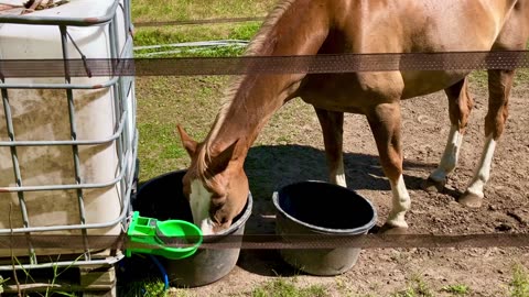 Häst dricker vatten🐎