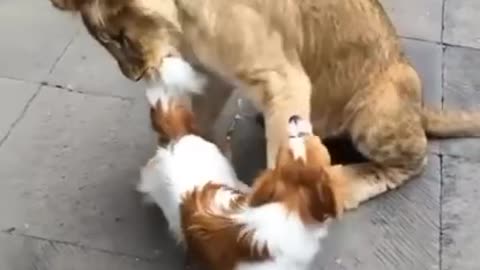 Funny .The cat plays with a lion