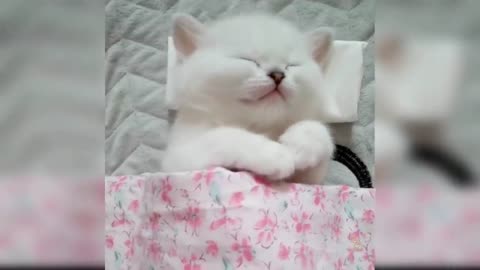 collection of cats "beautiful adorable 2022