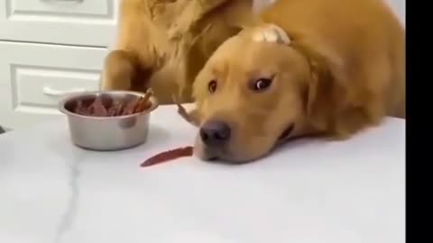 Cute dog deeply ❤️❤️❤️❤️ love