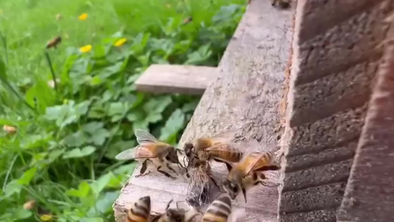 Men Could Learn Something From These Bees