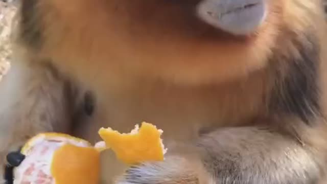 Monkeys who like oranges