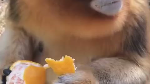 Monkeys who like oranges