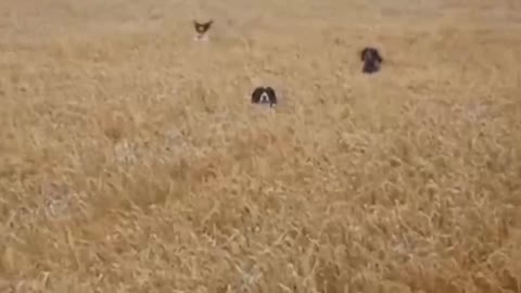 Dogs funny video viral