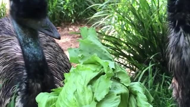 These two are ostriches. They are so cute and stupid