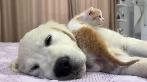 Tiny Kitten Wakes Up Golden Retriever Puppy