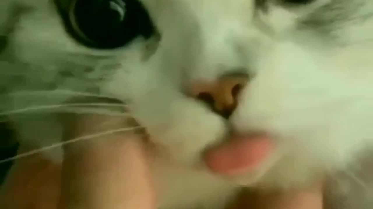 Funny cat - cat toung is very small size baby cat cute cat for more content follow me