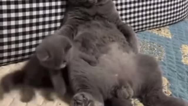 Cute kitten with his father | Funny Video 2022 😍😂🤣