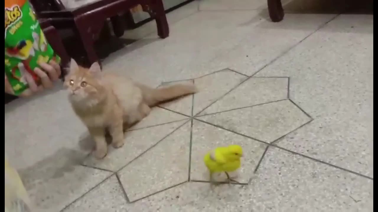 Cat Playing Funny With Chick Baby | Funniest Animals videos 2024