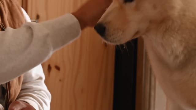 ADORABLE DOG HAVING DINNER