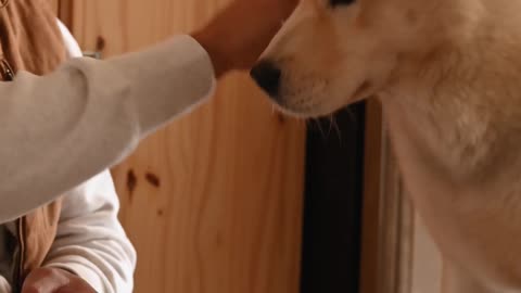 ADORABLE DOG HAVING DINNER