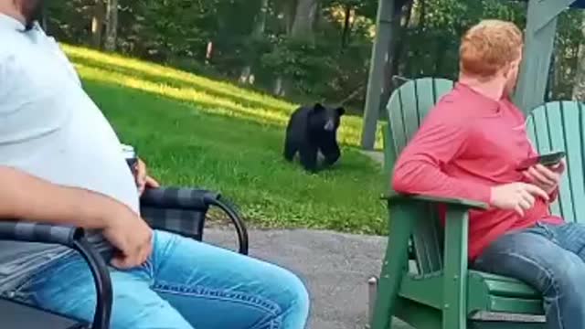 Black Bear Snoops Around Campsite