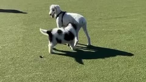 Bear Bear’s first dog park