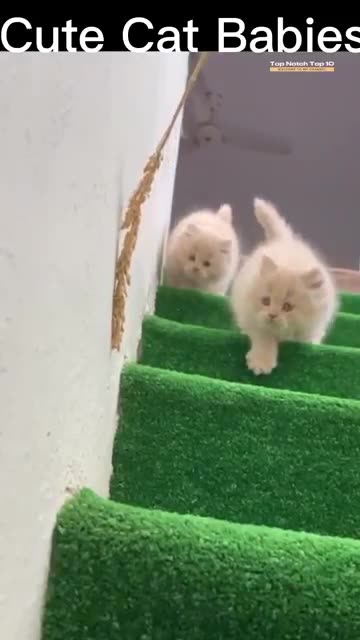 Cute Cat #youtubeshorts #cats #viral #shorts