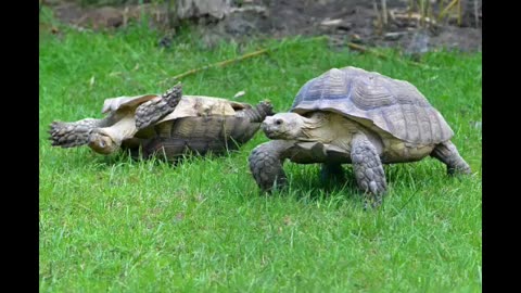 The happiness life of turtles in your home