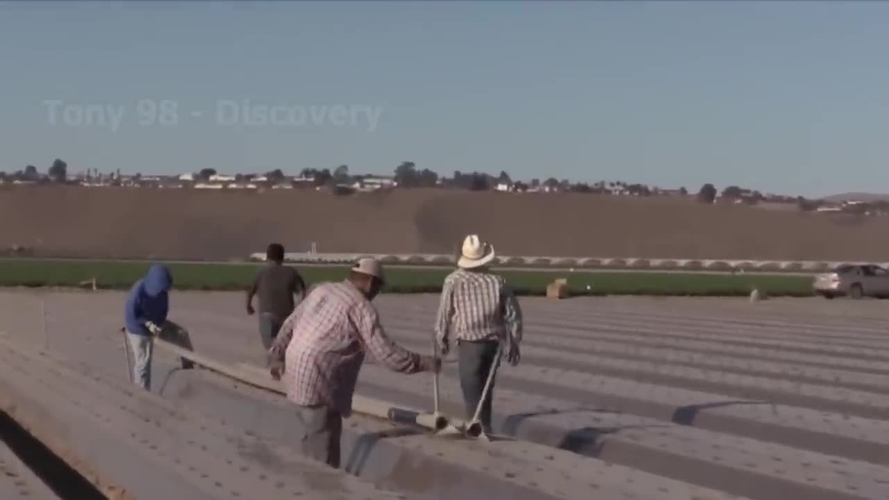 How To Produce Billions Of Strawberries In California - Strawberry Harvesting-15