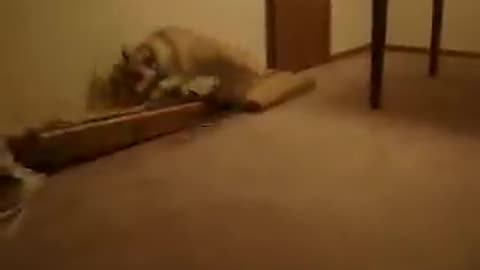 Bizkit the Rest Strolling Canine