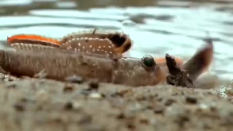 mud jumping fish