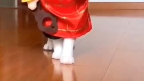 Modern cat