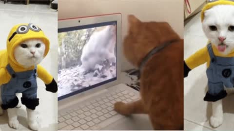Try Not To Laugh Challenge - Funny Cat & Dog Vines compilation