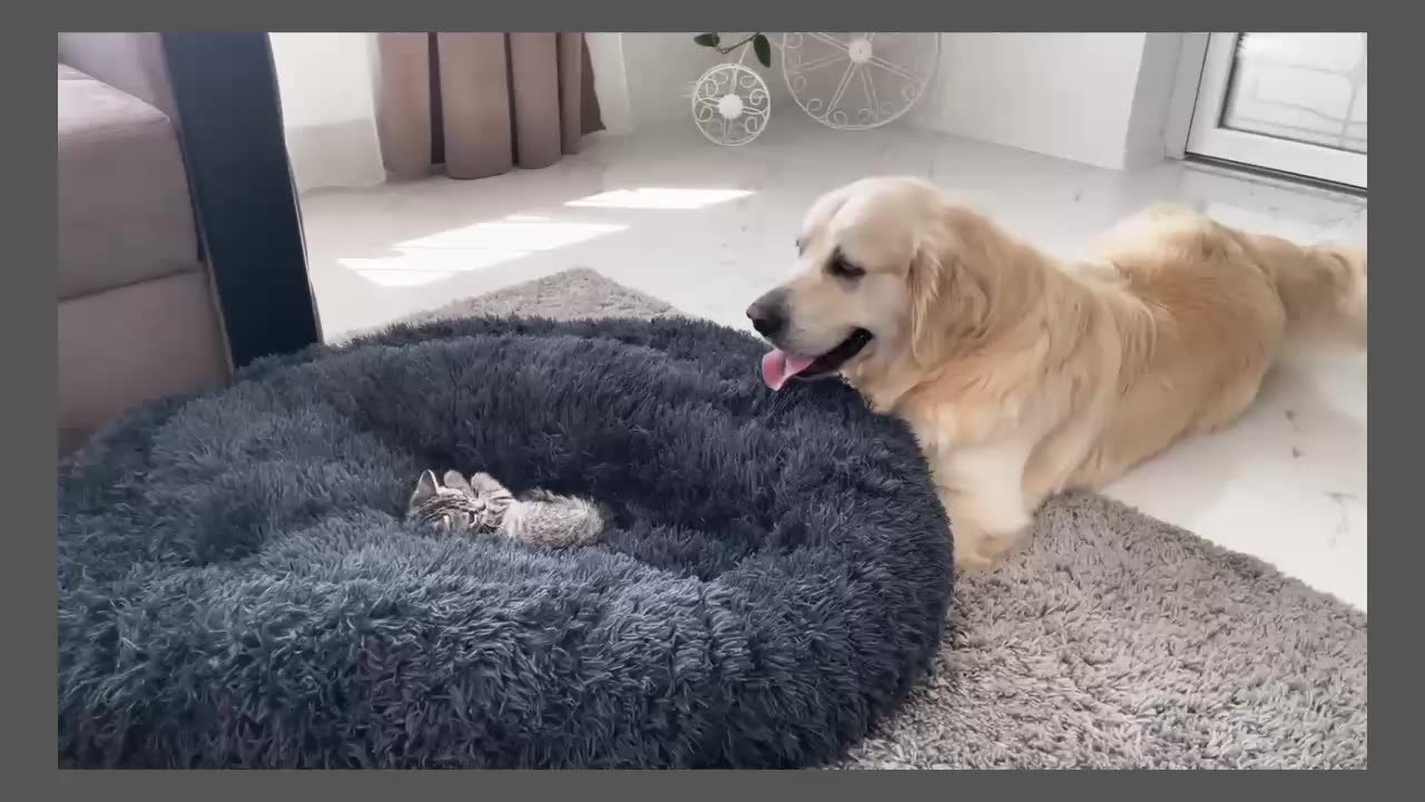 Golden retriever shocked bye kitten occupied his bed