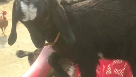 Goat training video up to chair