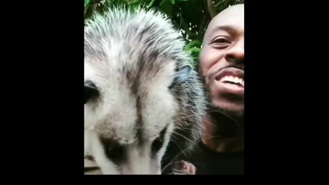 How I almost got bit by A Opossum
