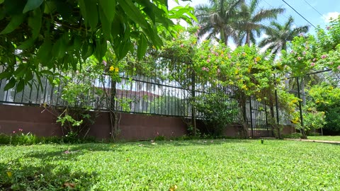 Bird Sounds in the Garden in Sutiava Nicaragua