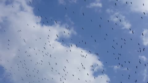 FREEDIO: "Birds flying in sky"