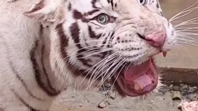 Viral video-Most Scary Sound of Tiger😱