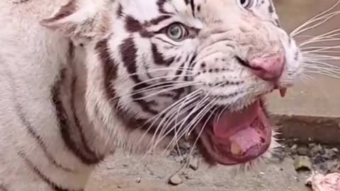 Viral video-Most Scary Sound of Tiger😱