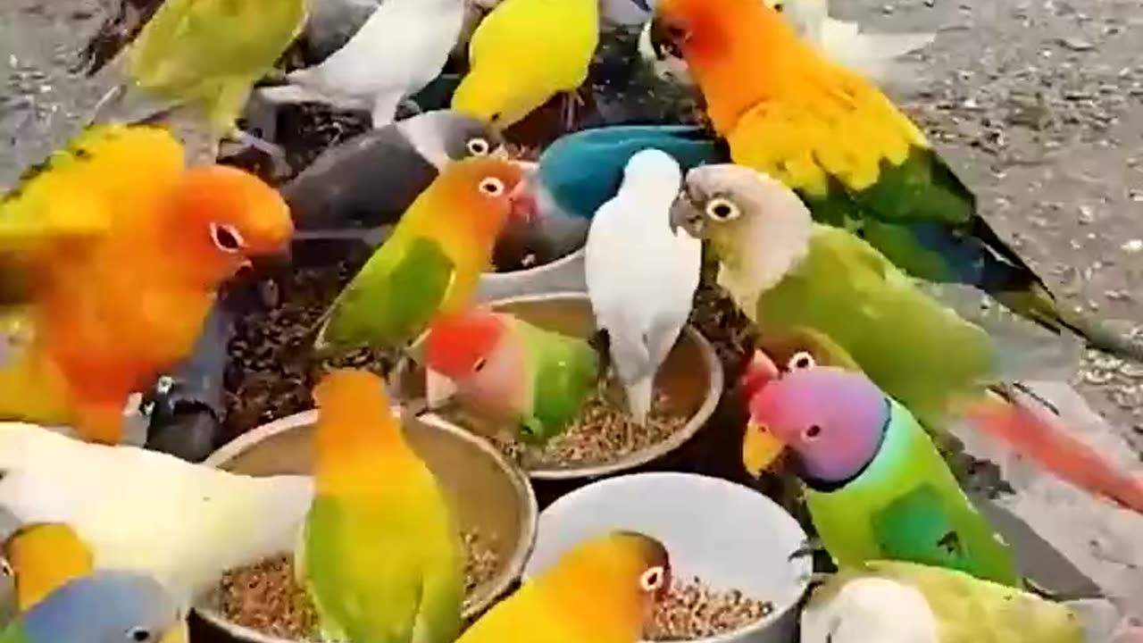 Beautiful birds