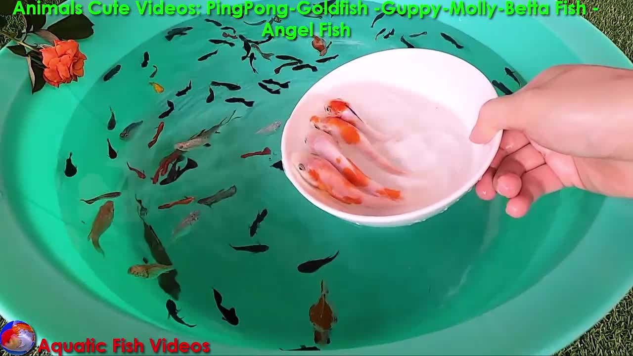 Animals Cute Videos- PinPong - Goldfish - Guppy - Molly- Betta Fish - Angel Fish