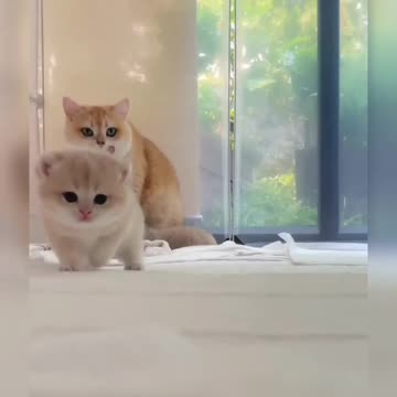 Kitten And Her Mother |