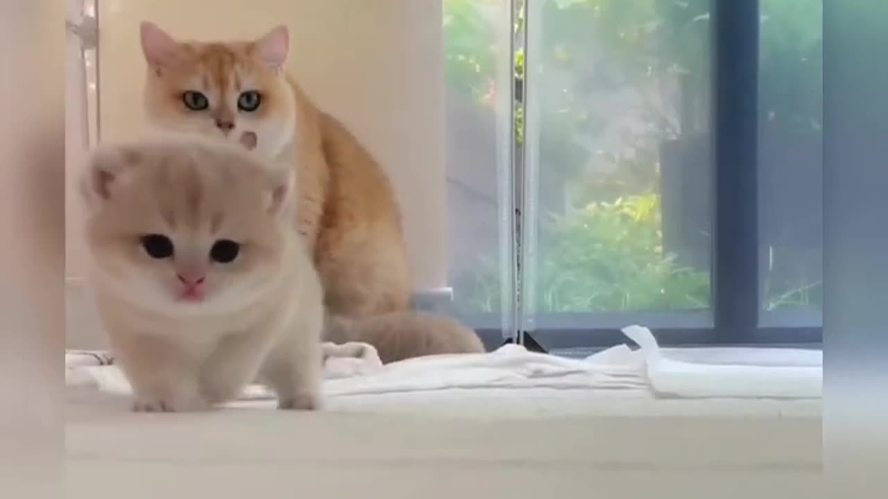 Kitten And Her Mother |