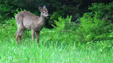 White-tailed deer