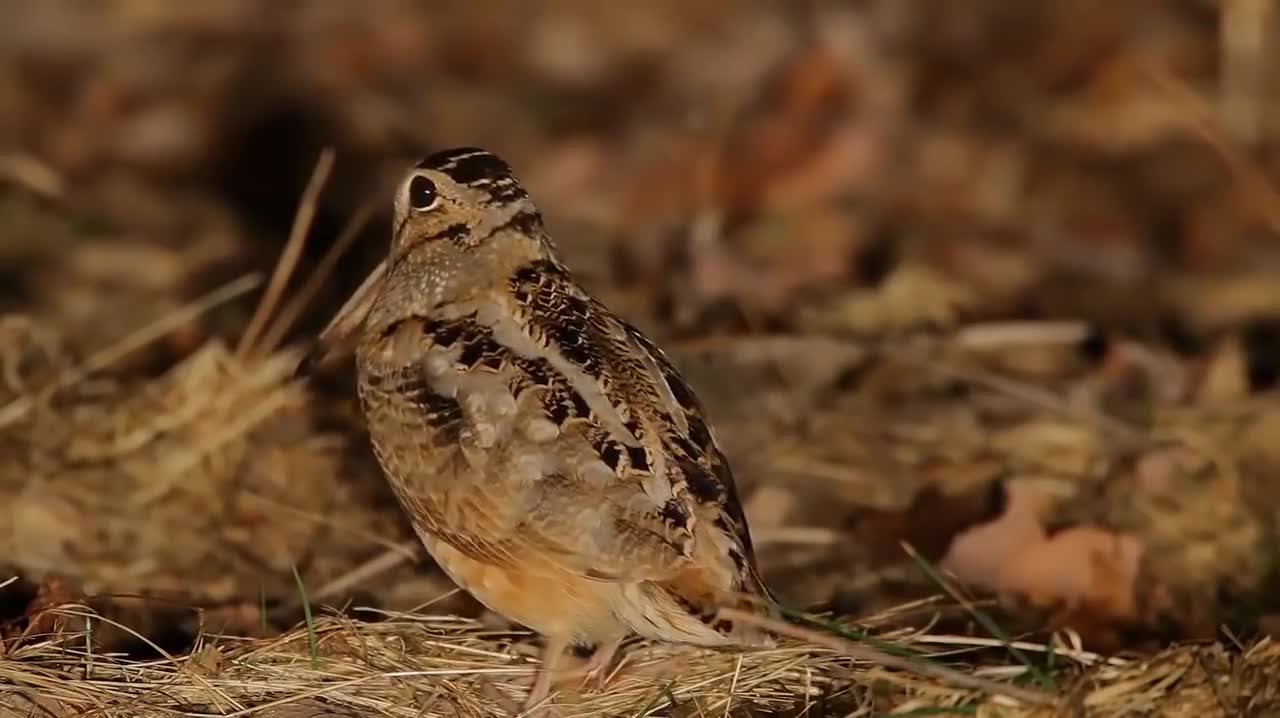 This is the best clever video on the whole web opening