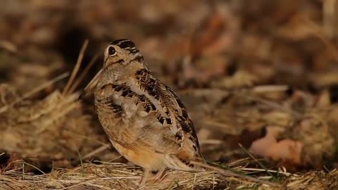 This is the best clever video on the whole web opening