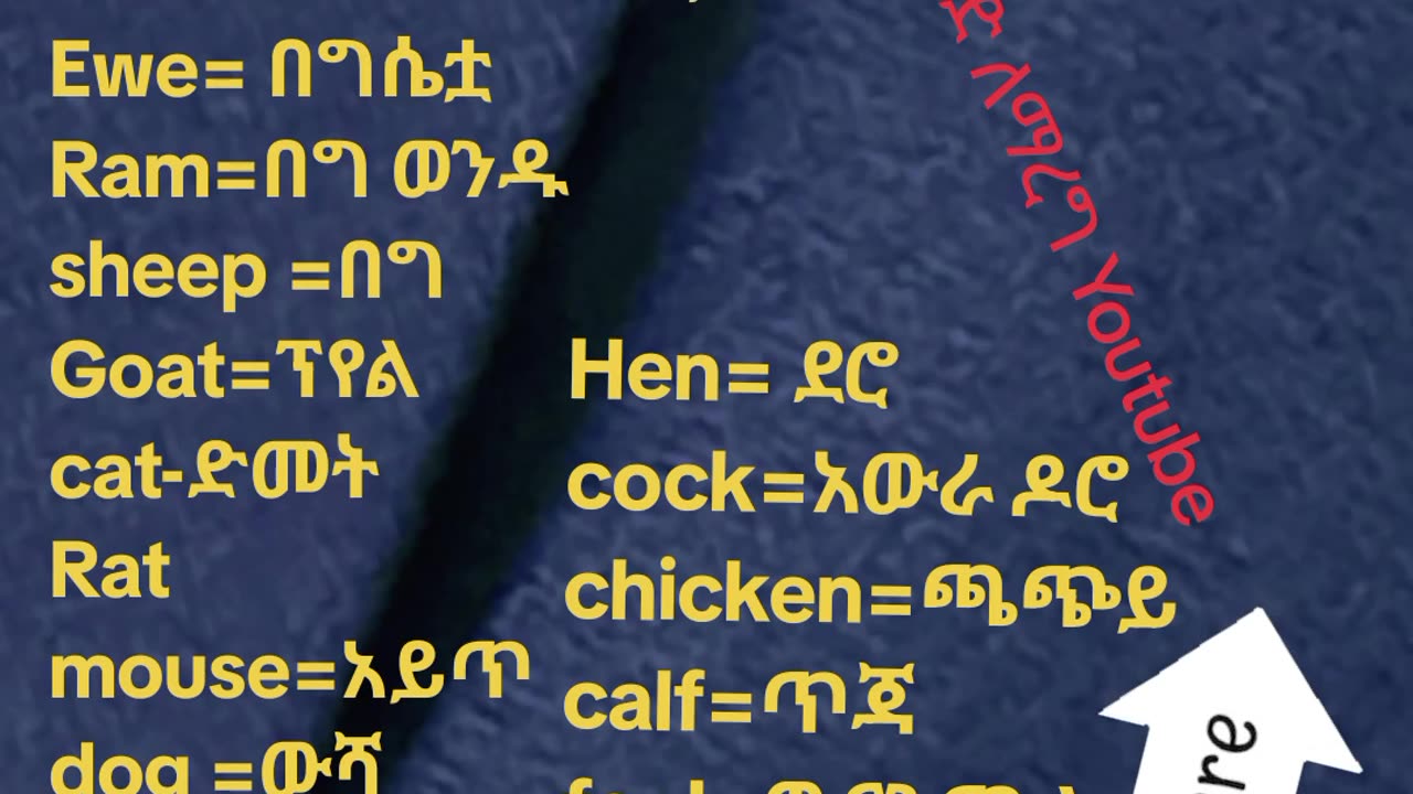 Animal name in Amharic