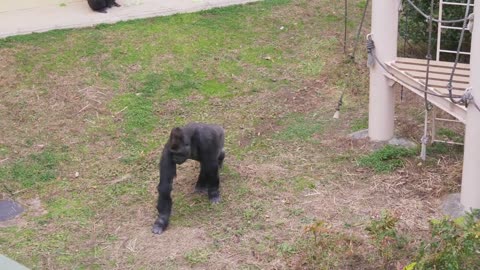 Gorillas Annoyed By the Hyperactive Young Male