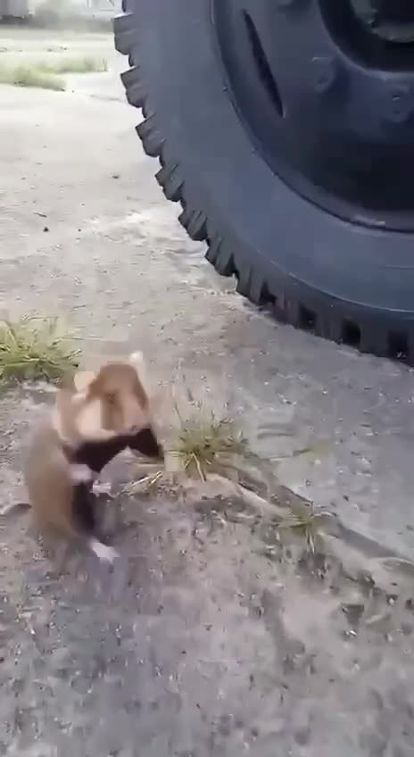 A combat hamster from NATO