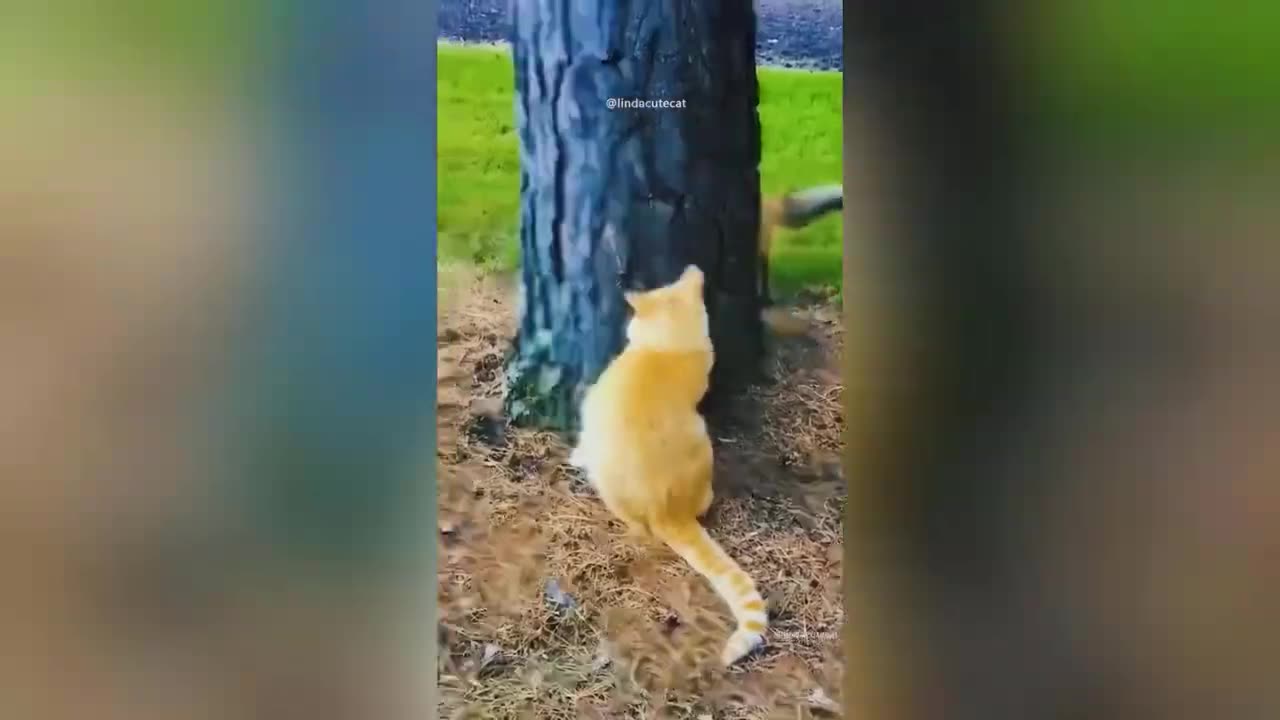 Funny Animal Videos 2023 🥰