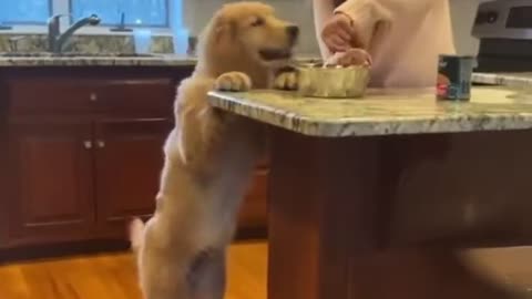 HE LOVES FOOD AND CAN´T WAIT!🐶😂❤️